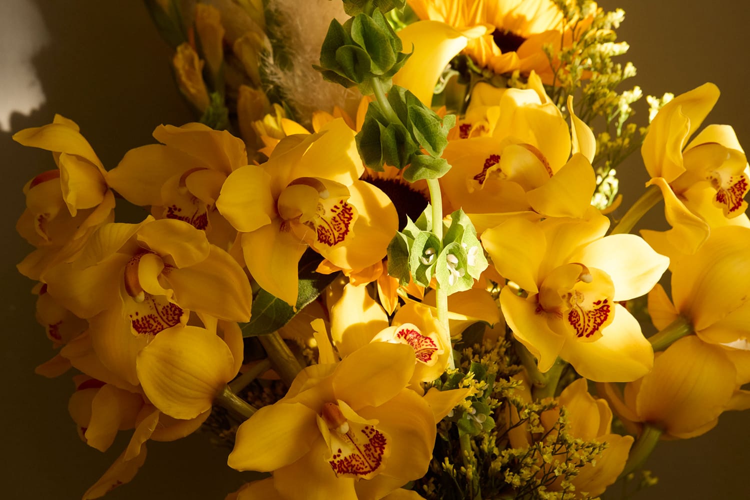 Gelbe Orchideen im Sonnenlicht, Life Coaching.